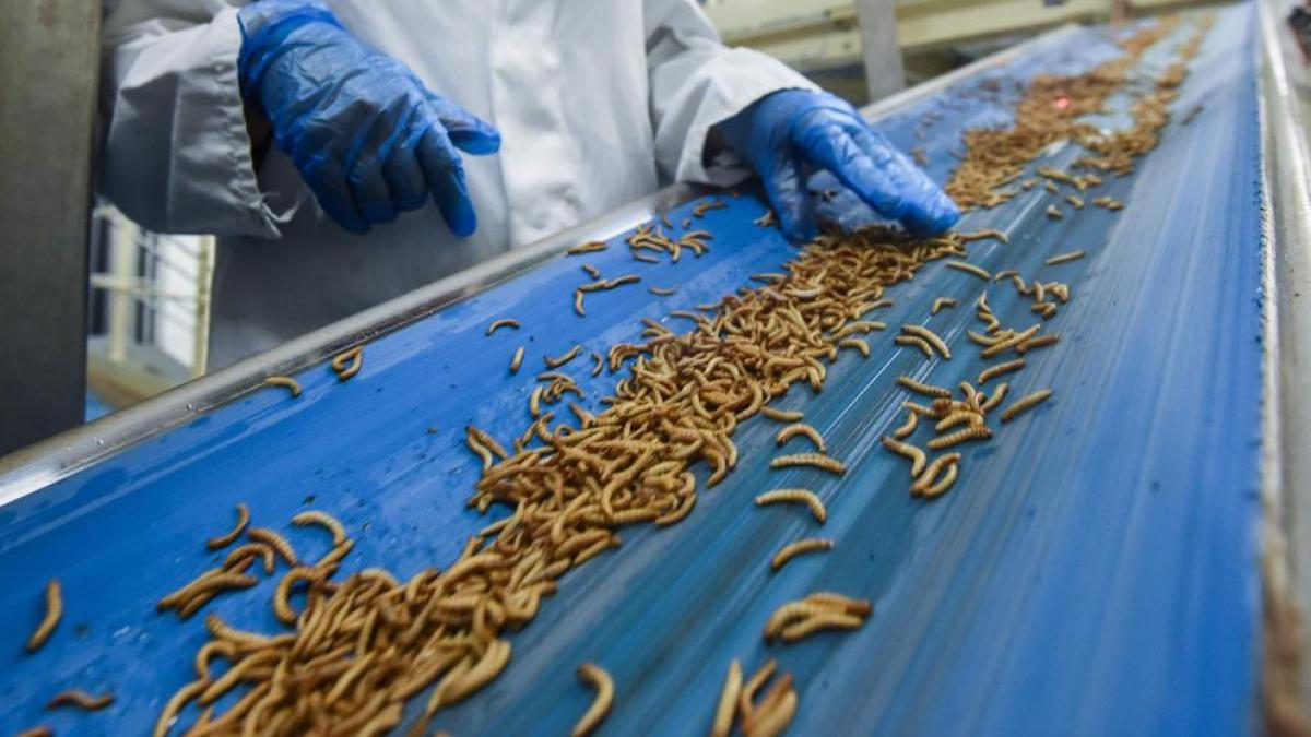 ¿Proteína del futuro o nuevo modelo de explotación? La polémica sacude a las granjas de insectos