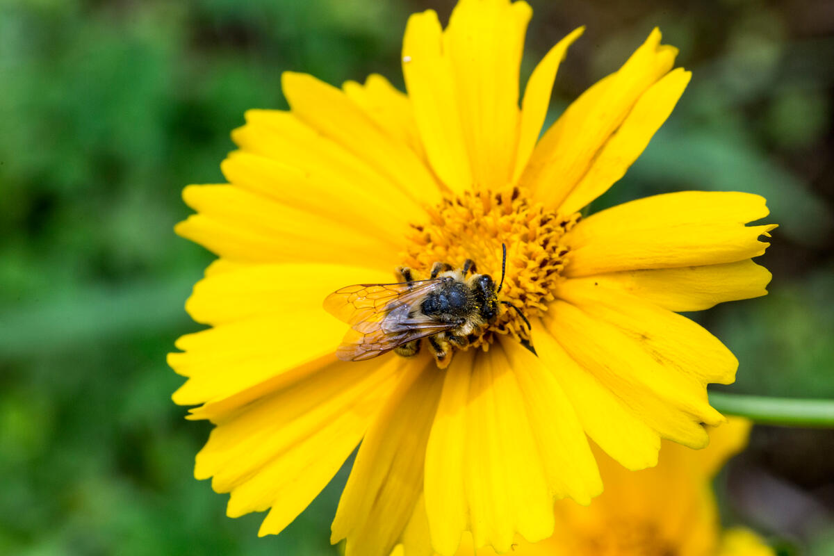 Abejas con derechos: el insecto que sostiene la vida