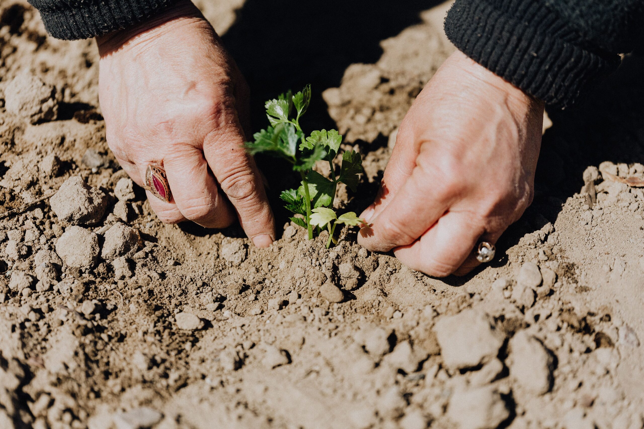 Por qué la agricultura regenerativa es la verdadera medicina para el planeta y nuestra salud.