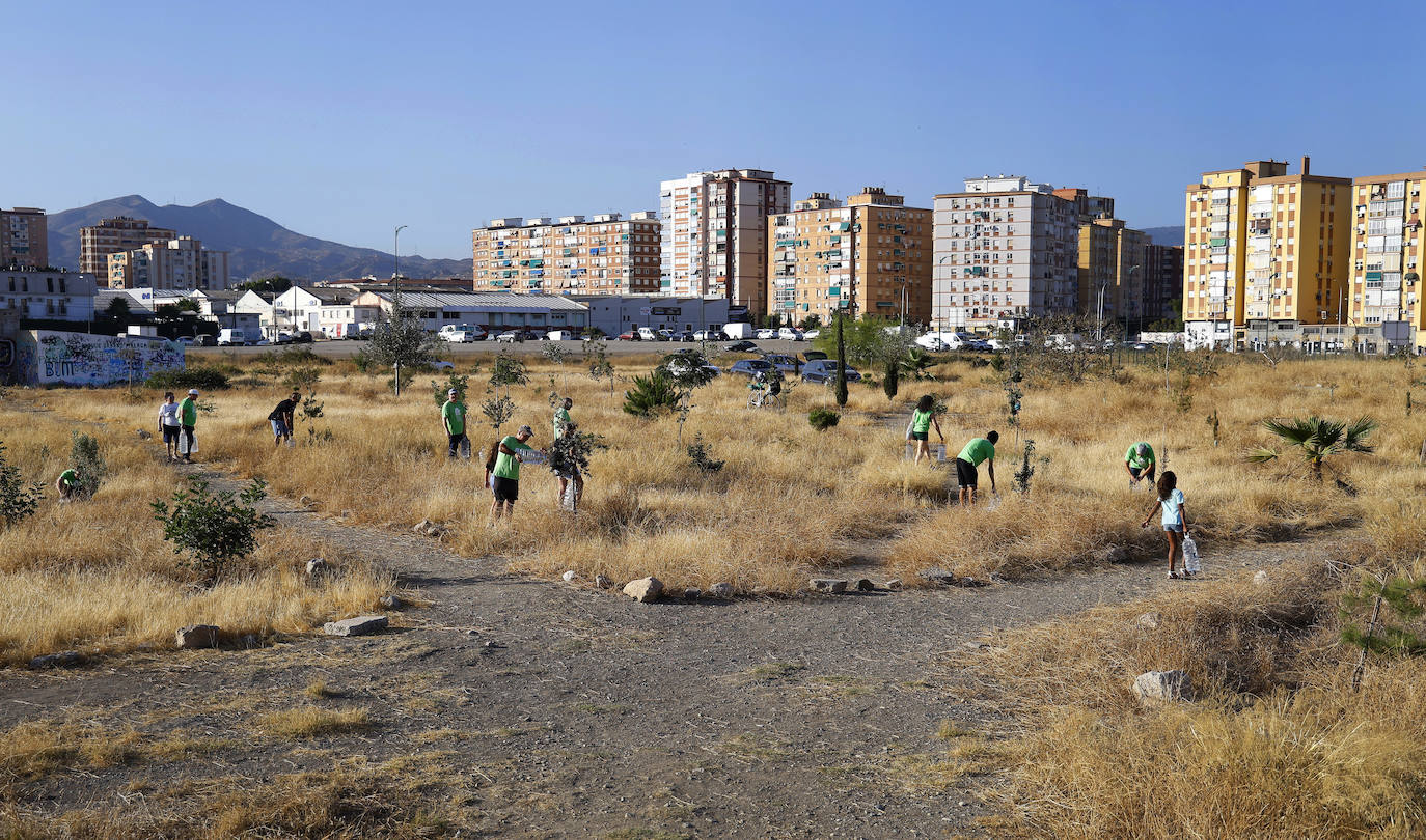 Bosque Urbano Málaga: plantar árboles donde querían torres