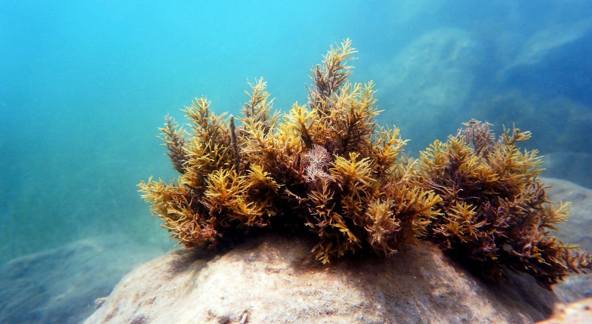 Greenpeace y los bosques del mar: la invasión de erizos que amenaza la biodiversidad submarina