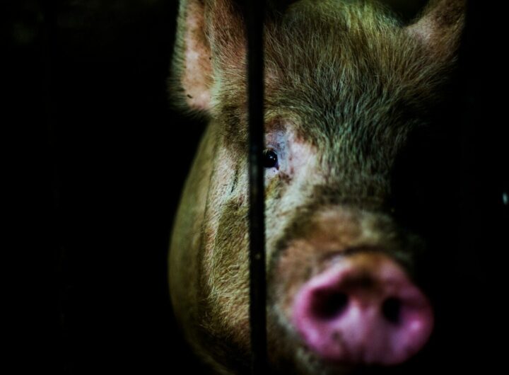 black pig with black background