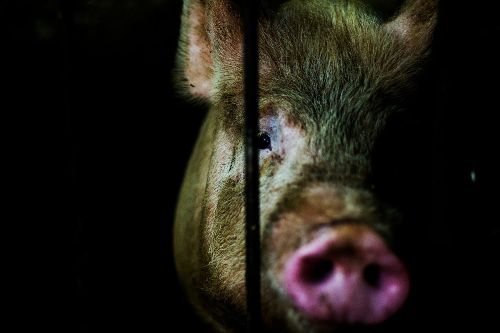 La UE vuelve a retrasar la prohibición de las jaulas: millones de animales siguen confinados mientras la industria gana tiempo