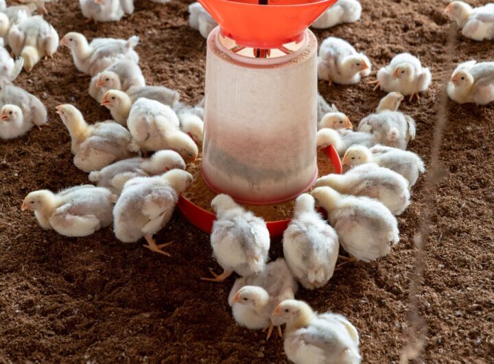 Broiler chickens gathered around a feeder on a poultry farm.