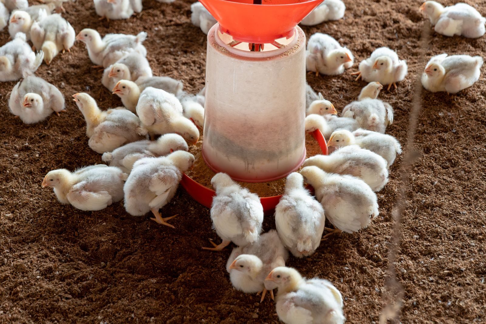 La enfermedad de Newcastle se dispara en Castilla y León con 14 focos y más de 1,6 millones de aves afectadas