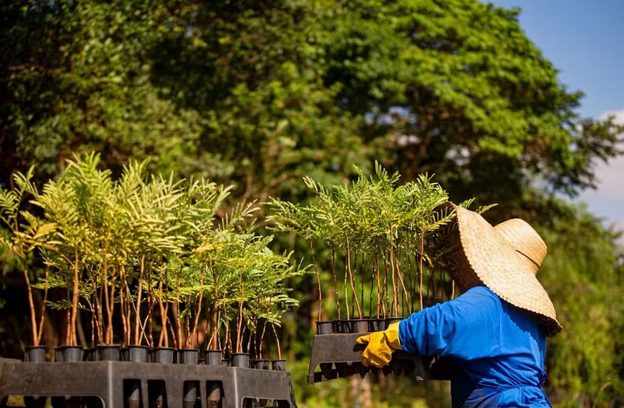 Brasil impulsa el mayor programa de reforestación social del mundo para recuperar la Amazonía y apoyar a comunidades indígenas