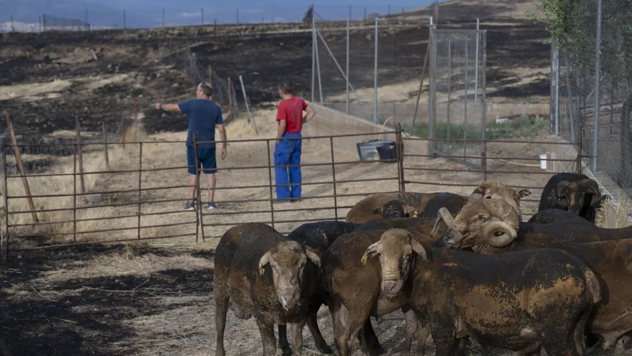 España encara un verano crítico: los incendios podrían superar en agosto el récord histórico de superficie agrícola arrasada