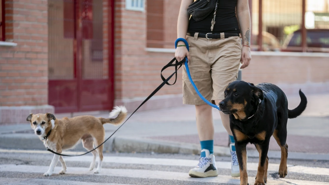 El asfalto abrasador amenaza a tu perro: cómo evitar quemaduras en sus patas este verano