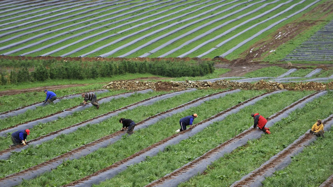 El cambio climático transforma la agricultura en España: el norte gana terreno mientras el interior pierde productividad