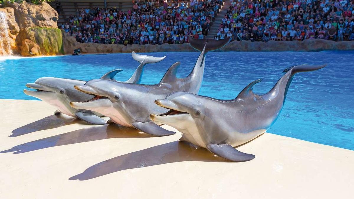 Día Mundial de los Delfines en Cautiverio 2026: la cara oculta del turismo que pone en cuestión el bienestar animal