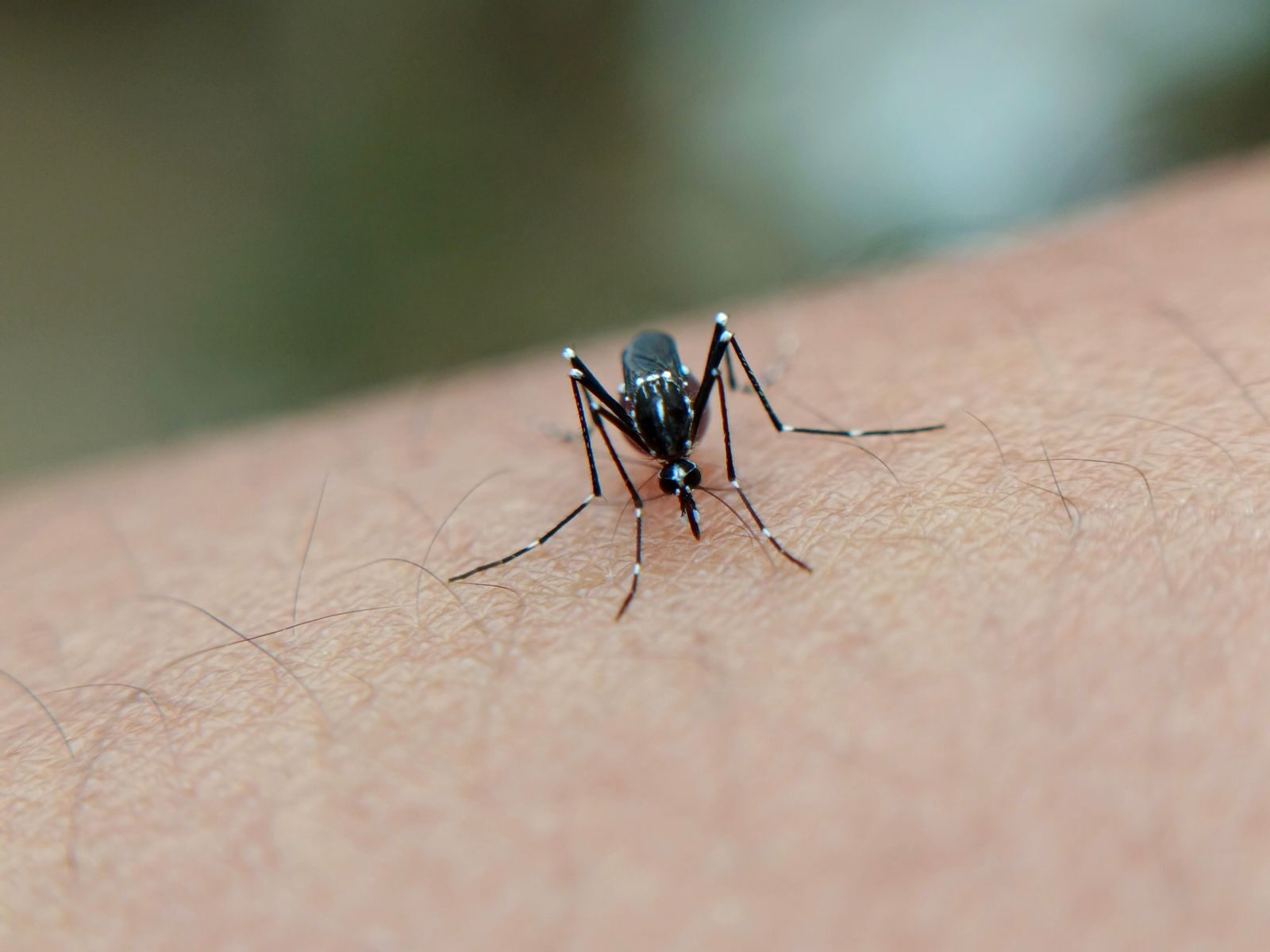 Extremadura llora su primera muerte por el virus del Nilo mientras los casos no dejan de subir