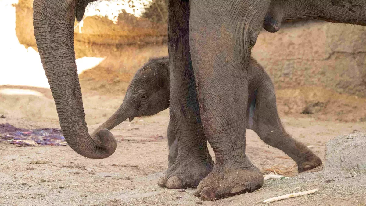 Nace en Madrid una cría de elefante de Sumatra, símbolo de esperanza para una de las especies más amenazadas del planeta