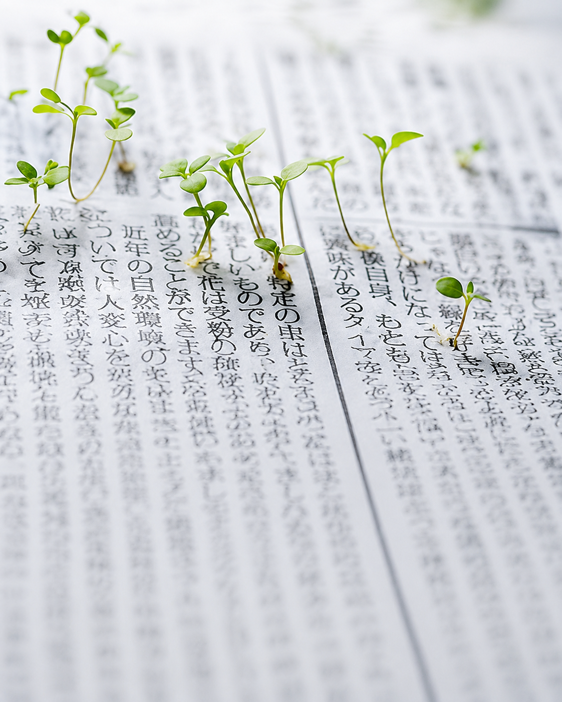 El periódico japonés que se planta: una noticia puede terminar convertida en flores