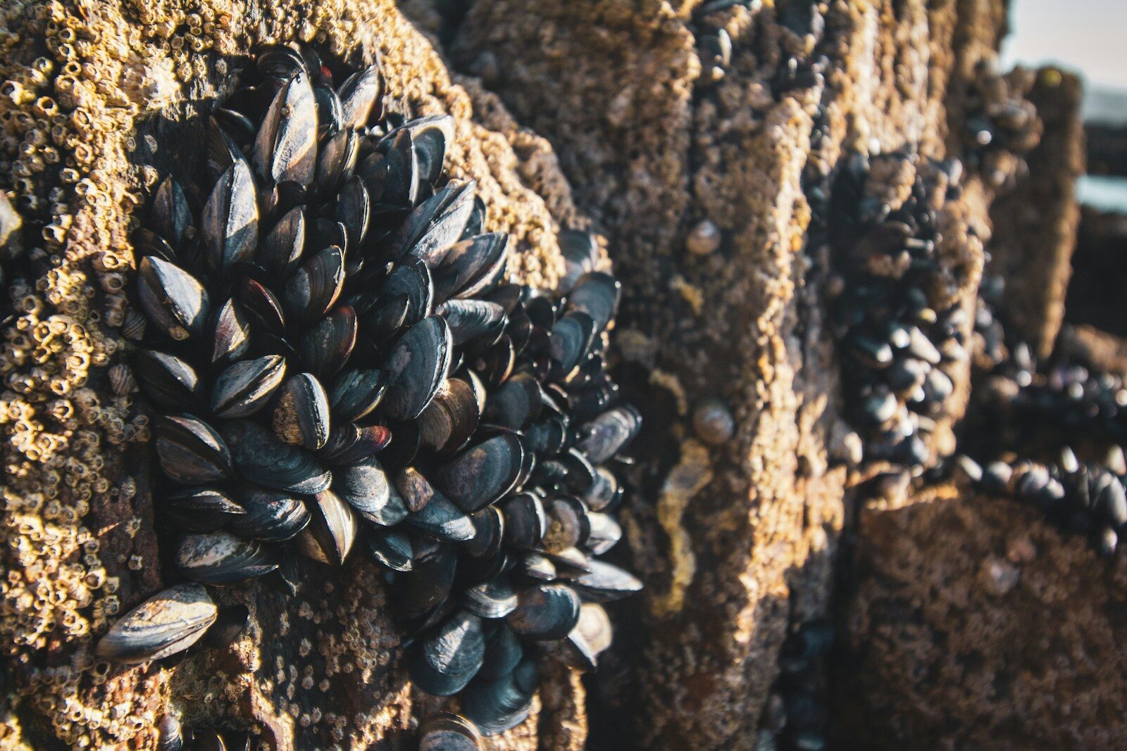 Cuando el mar deja de dar de comer: el cambio climático vacía los criaderos de Japón y de Galicia