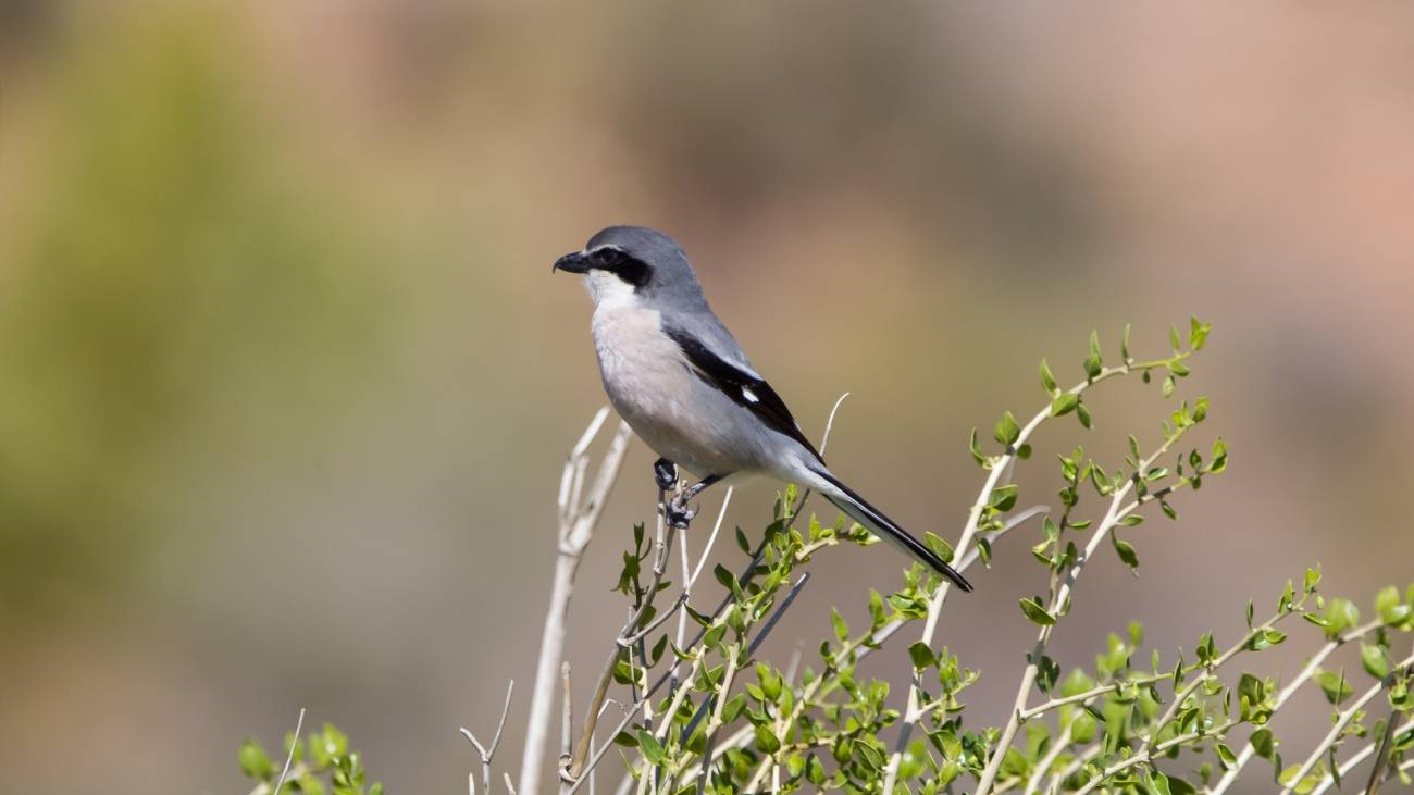 Las aves del campo han caído un 27% en menos de 30 años: científicos alertan del grave deterioro de la biodiversidad agrícola