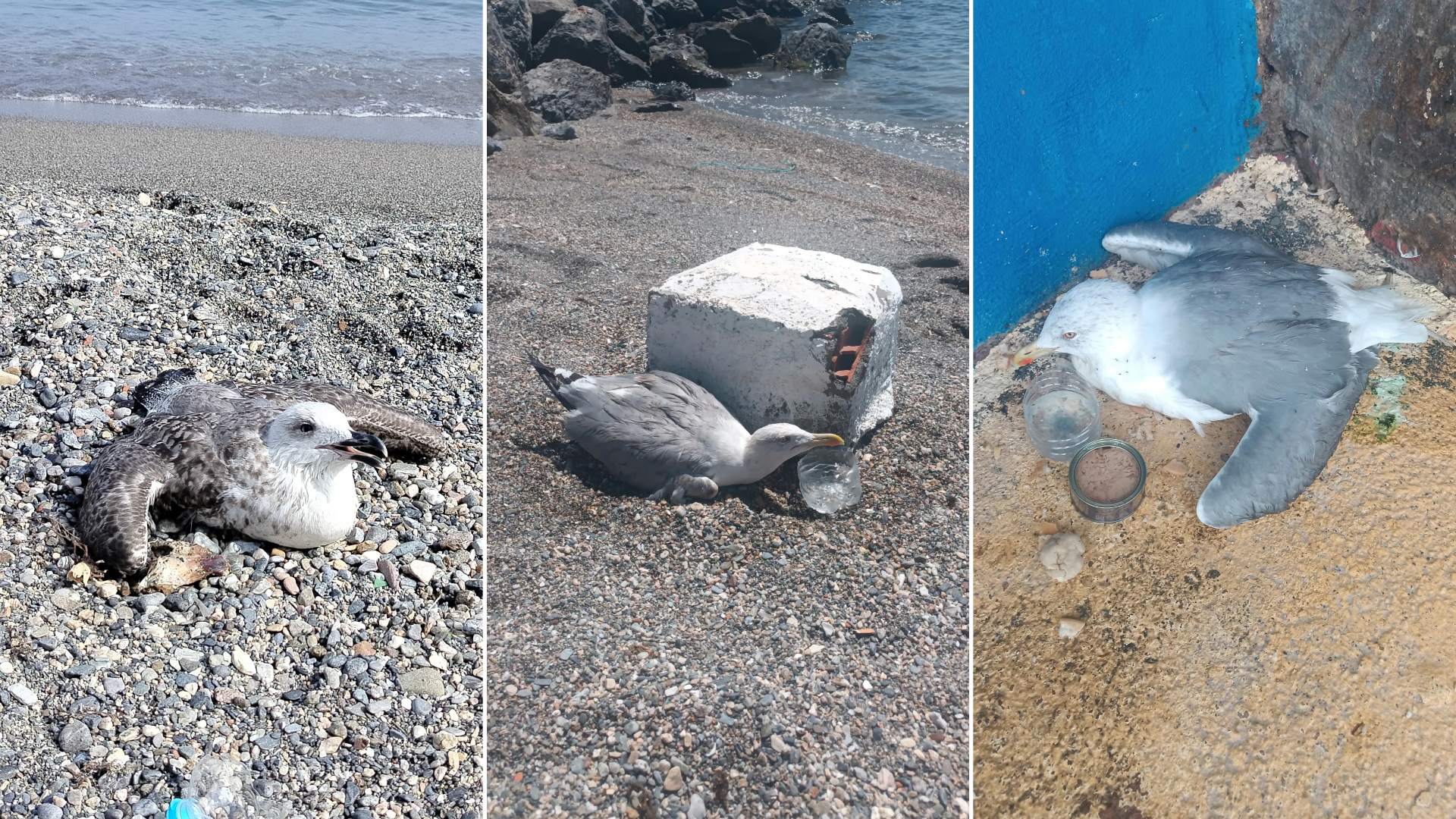 Más de 40 gaviotas aparecen intoxicadas en las playas de Ceuta por una posible contaminación química