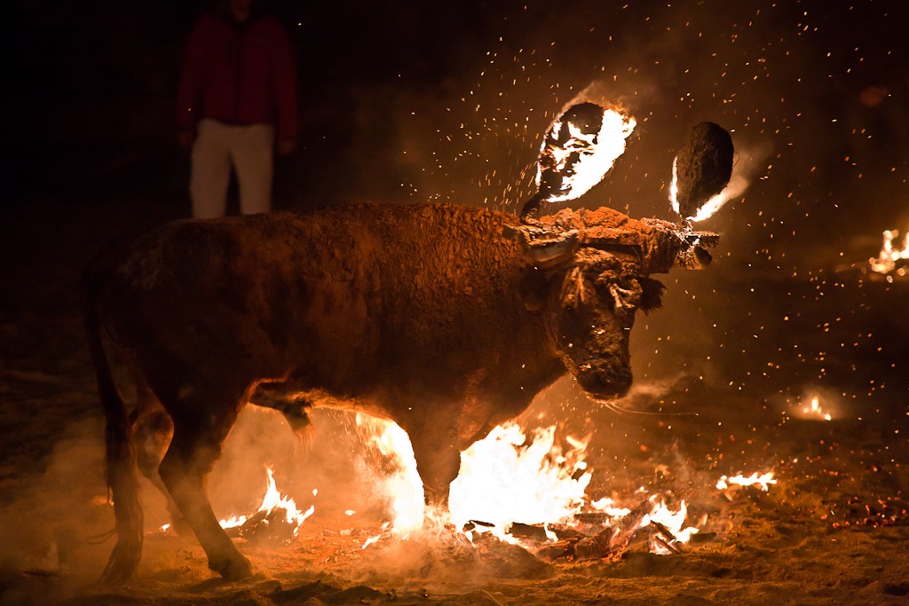 El maltrato animal pierde apoyo en las fiestas populares gracias a una creciente conciencia social