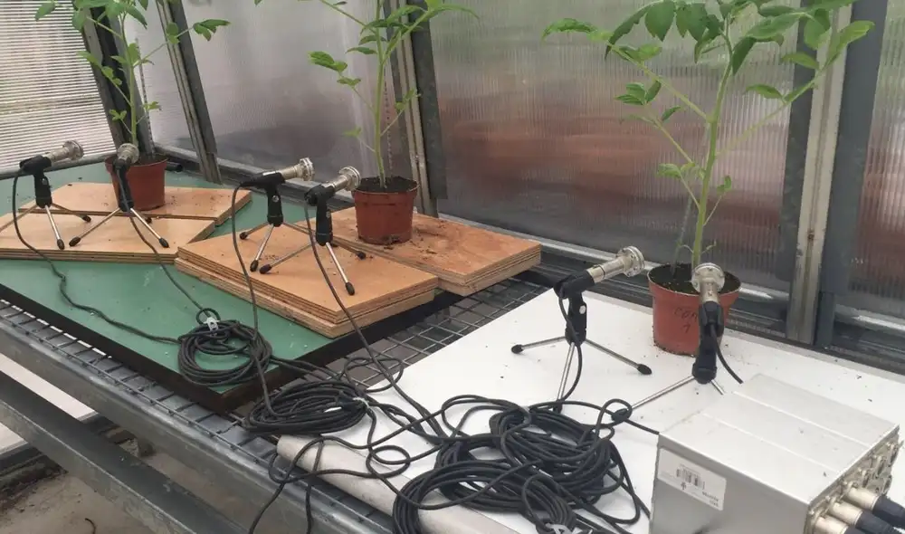 Las plantas también gritan: la ciencia capta sus sonidos de auxilio cuando sufren estrés