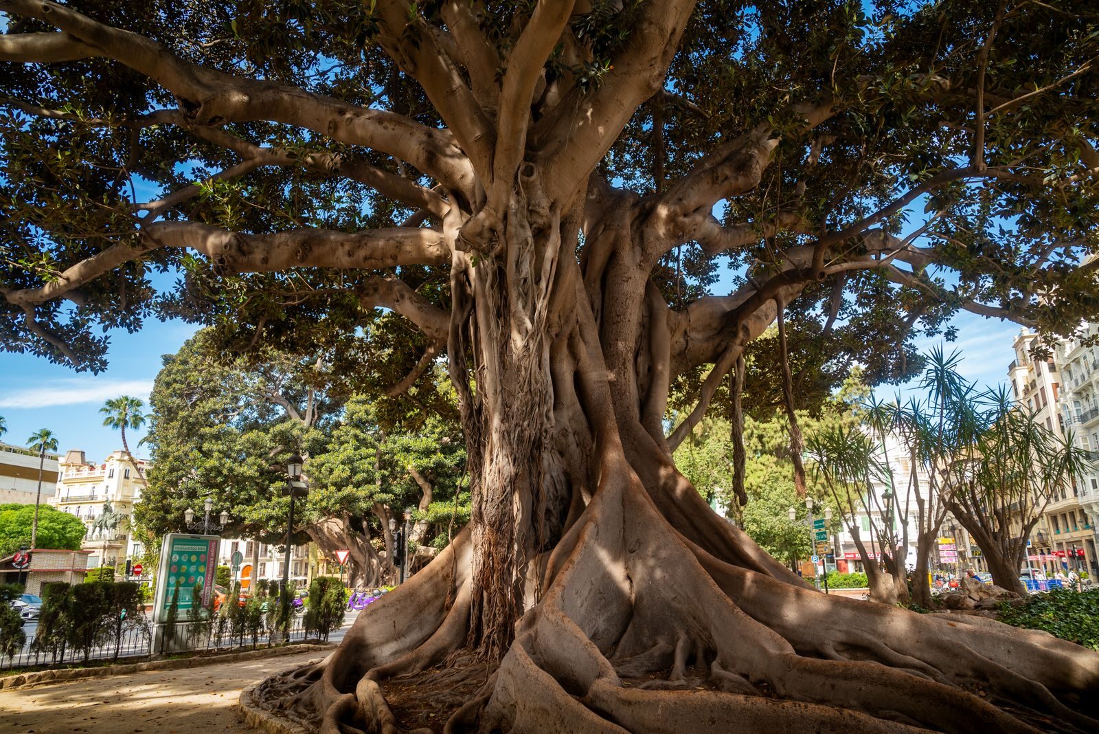 Más de la mitad de los alcorques de Madrid asfixian a sus árboles, según un mapeo ciudadano con 242 voluntarios en la capital