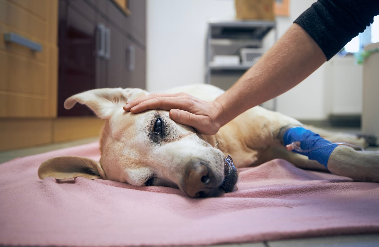 La Ley de Bienestar Animal obliga a acreditar la muerte de las mascotas y puede acarrear multas de hasta 60.000 euros