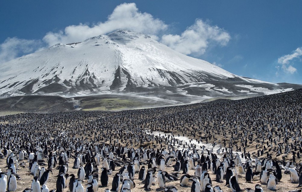 El cambio climático acaba con dos tercios de la mayor colonia de pingüinos del mundo