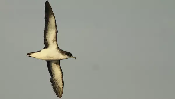 Las aves marinas también sufren jet lag: 20 años de datos GPS muestran que las pardelas se desorientan tras un desfase horario